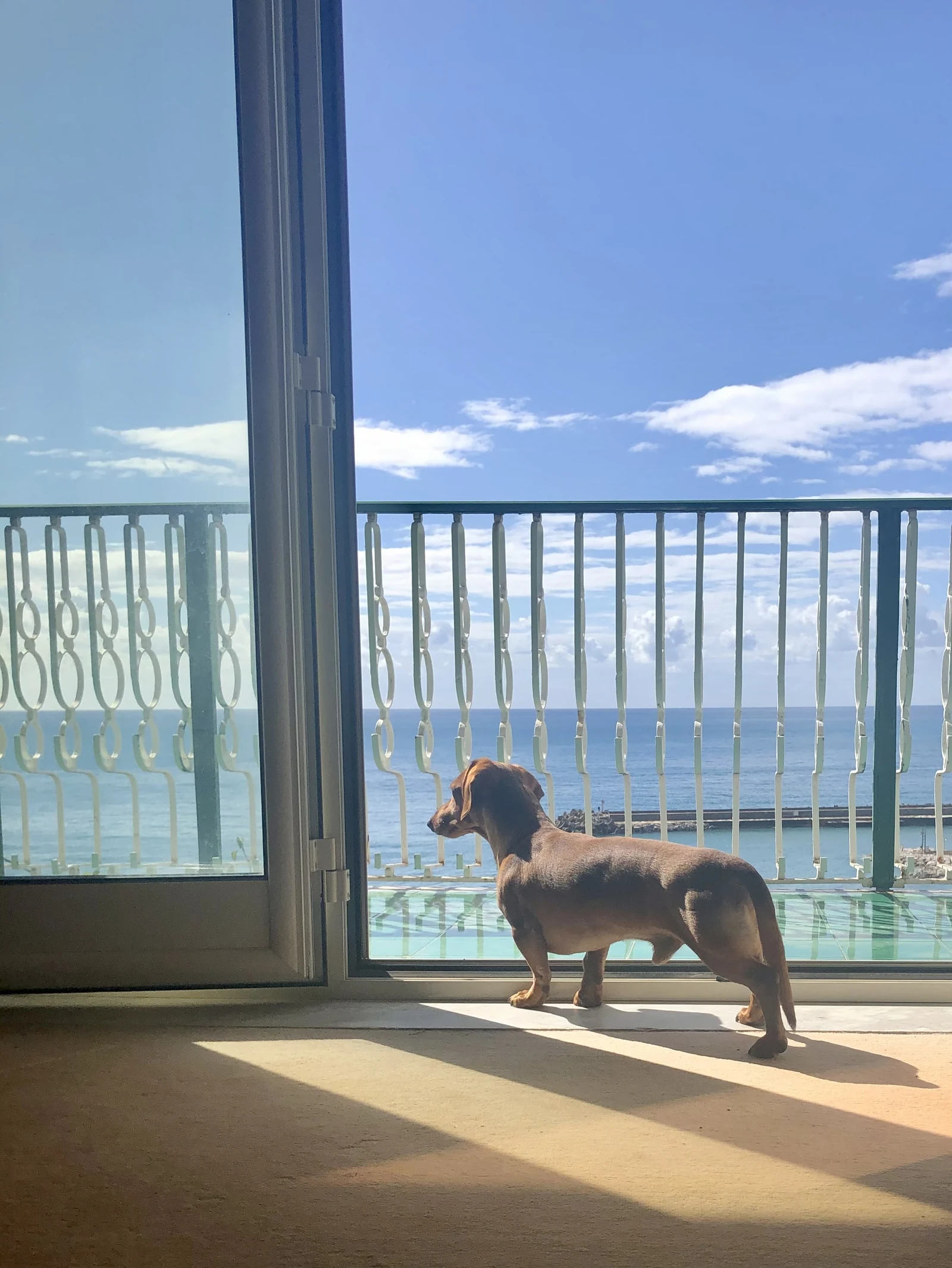 Ein Hund blickt durch eine offene Balkontür auf das Meer